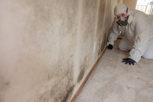 Best Biohazard Mold Removal  in Hayneville, AL